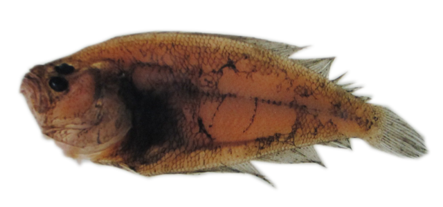 Arnoglossus laterna