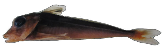 Chelidonichthys gurnardus