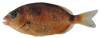 Diplodus annularis
