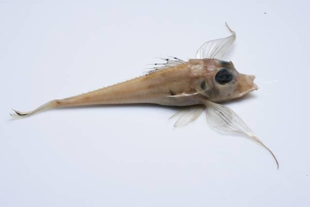 Trigla lyra - Phylum: ChordataClassis: OsteichthyesOrdo: ScorpaeniformesFamilia: TriglidaeGenus: Trigla Species: Trigla lyra (Linnaeus, 1758)  – Kırlangıç Balığı