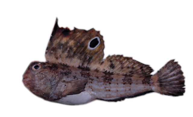 Blennius ocellaris