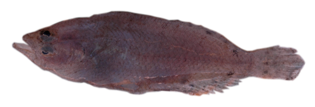 Citharus linguatula