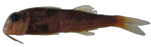 Mullus barbatus