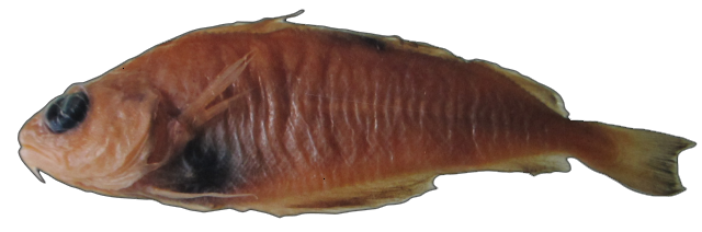 Trisopterus minutus