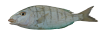 Lithognathus mormyrus