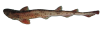 Scyliorhinus canicula